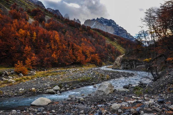 Herbst Herbst in parque nacional torres del paine, Chile — Stockfoto