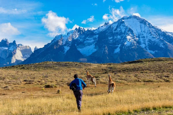 Člověk vs guanako v parque nacional torres del paine, chile — Stock fotografie