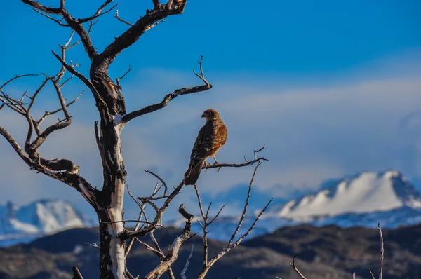 Молитвенная птица в Parque Nacional Torres del Paine, Чили — стоковое фото