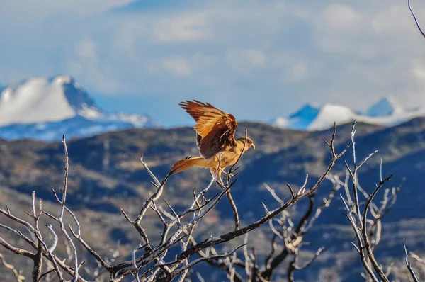 Modlete se pták v parque nacional torres del paine, chile — Stock fotografie