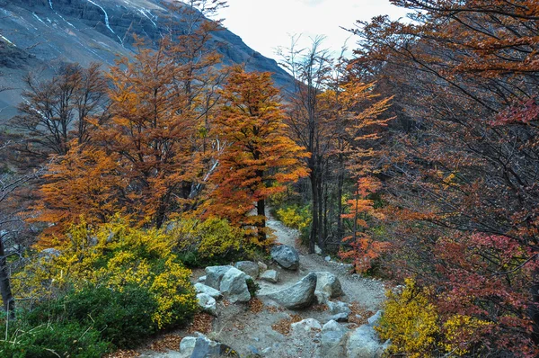 Outono Outono no Parque Nacional Torres del Paine, Chile Imagens Royalty-Free