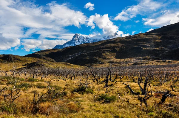 Parque Nacional Torres del Paine, Chile Imagem De Stock