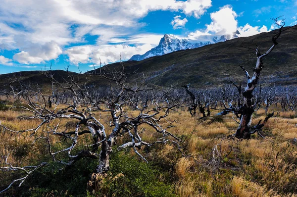 Parque Nacional Torres del Paine, Chile Stock Image