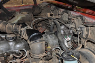 kitty Arjantin köpekleri motor içinde saklanıyor