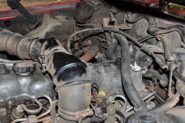 kitty Arjantin köpekleri motor içinde saklanıyor