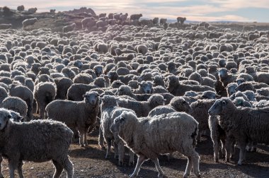 çok koyun, tierra del fuego, Arjantin