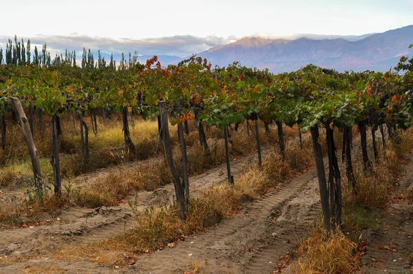 Φρουτώδες wineyards του cafayate στην Βόρεια Αργεντινή — Φωτογραφία Αρχείου