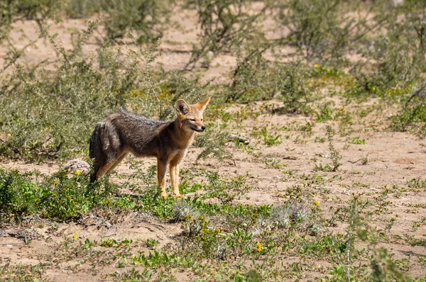 Desert fox in Valle de la Luna, Argentina — Stock Photo, Image