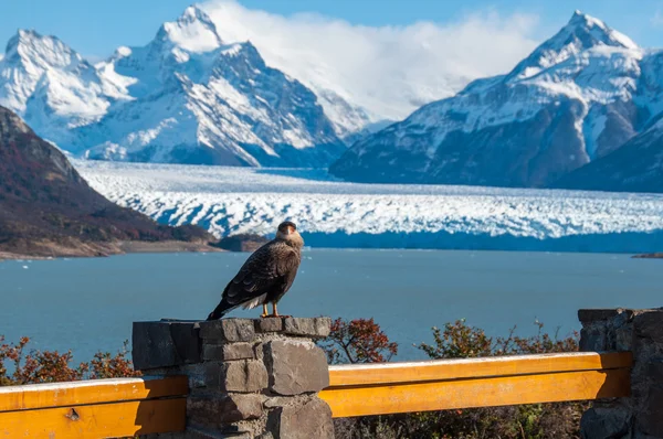 Karančo pták pózuje před ledovci perito moreno, argentin — Stock fotografie