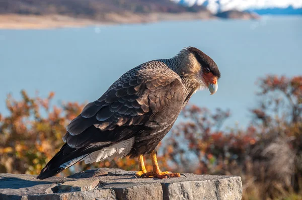 Uccello caracarese in posa davanti al ghiacciaio del Perito Moreno, Argentina — Foto Stock