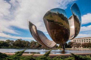 Dev çiçek (floralis generica) buenos aires, Arjantin