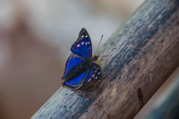Spektakulärer Schmetterling bei Leguazu-Wasserfällen in Argentinien — Stockfoto