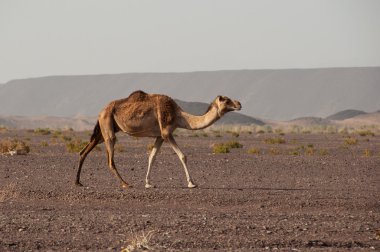 Suudi Arabistan çöllerinde yabani deve