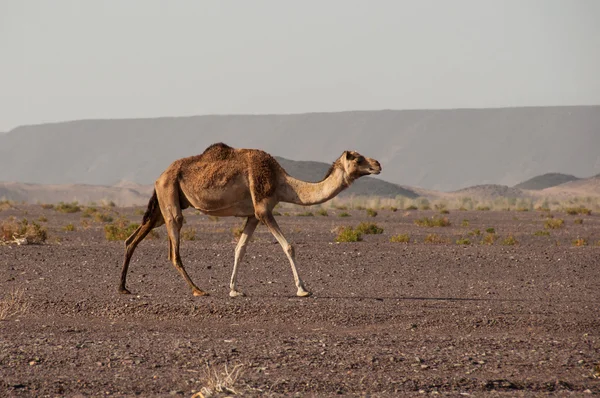 Vild kamel i öknen i Saudiarabien — Stockfoto