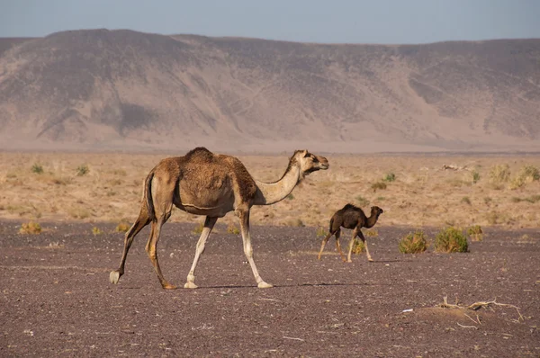 サウジアラビアの砂漠の野生のラクダ — ストック写真