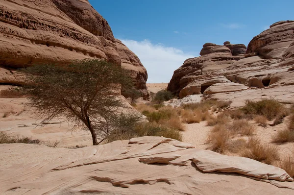 Kaya oluşumları içinde Madaîn Saleh, Suudi Arabistan — Stok fotoğraf