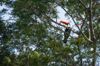 Muhteşem toucan ağaç üst, Pantanal, Brezilya gizleme