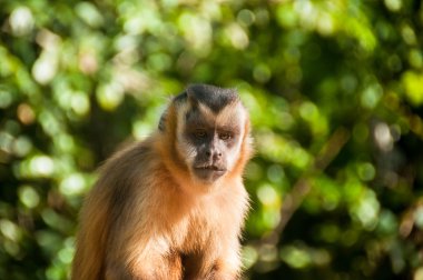Palamut, Pantanal, Brezilya küçük maymun