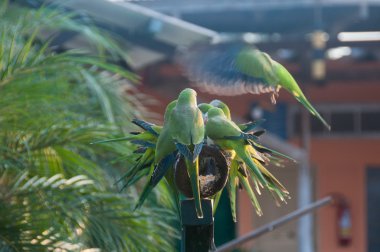 Group of Monk Parakeet birds in the Pantanal, Brazil  clipart