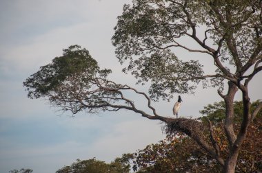 Jabiru kuş yuvasını Pantanal, Brezilya için izliyor