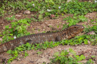 Dracaena (kertenkele), Güney Pantanal Brezilya içinde