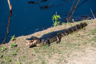 Caimans, Güney Pantanal Brezilya