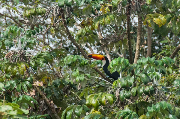 Bujkál a fa tetején, Pantanal, Brazília gyönyörű tukán — Stock Fotó