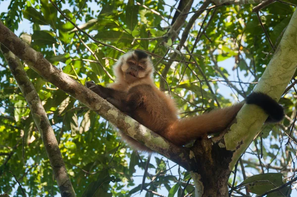 Macaco pequeno em Bonito, Pantanal, Brasil — Fotografia de Stock