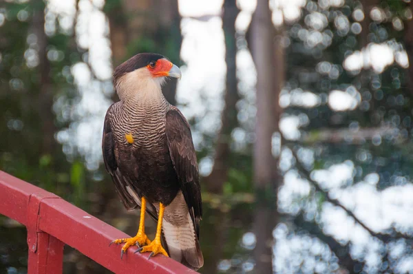 Bóbitás karakara madár Pantanal, Brazília — Stock Fotó