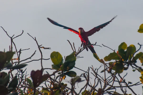 Uccello pappagallo rosso nel Pantanal, Brasile — Foto Stock