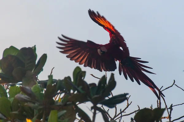 Red parrot bird in the Pantanal, Brazil — Stock Photo, Image