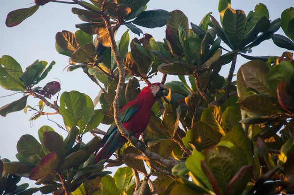 Piros papagáj madár a Pantanal, Brazília — Stock Fotó