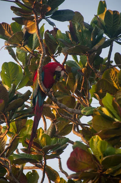 Red parrot bird in the Pantanal, Brazil — Stock Photo, Image