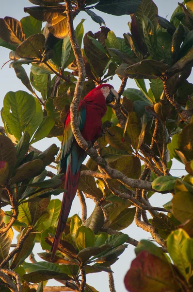 Uccello pappagallo rosso nel Pantanal, Brasile — Foto Stock