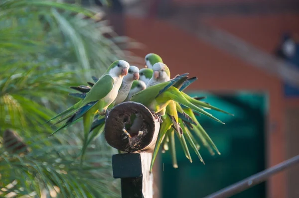 Group of Monk Parakeet birds in the Pantanal, Brazil