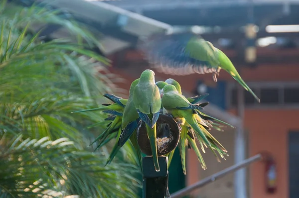 Grupo de Aves Monk Parakeet no Pantanal, Brasil — Fotografia de Stock