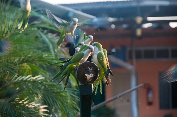 Group of Monk Parakeet birds in the Pantanal, Brazil — Stock Photo, Image