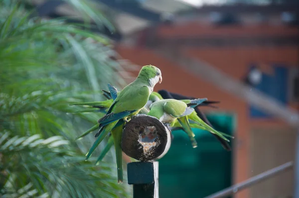 Grupo de Aves Monk Parakeet no Pantanal, Brasil — Fotografia de Stock