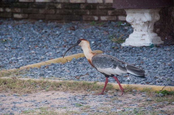 Buff szyjką ptak Ibis w Pantanal, Brazylia — Zdjęcie stockowe