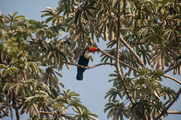 Великолепный тукан, прячущийся в вершине дерева, Пантедж, Бразилия — стоковое фото