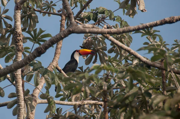 Bujkál a fa tetején, Pantanal, Brazília gyönyörű tukán — Stock Fotó
