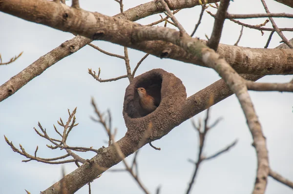 Small bird nest in the South Pantanal of Brazil — Stock Photo, Image