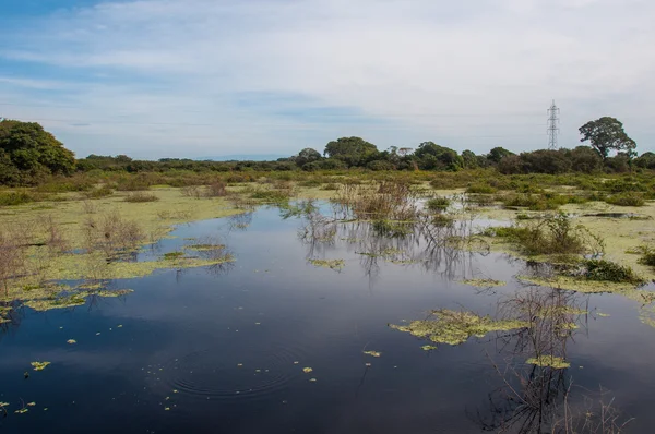 Landschaften im südlichen Pantanal Brasiliens — Stockfoto