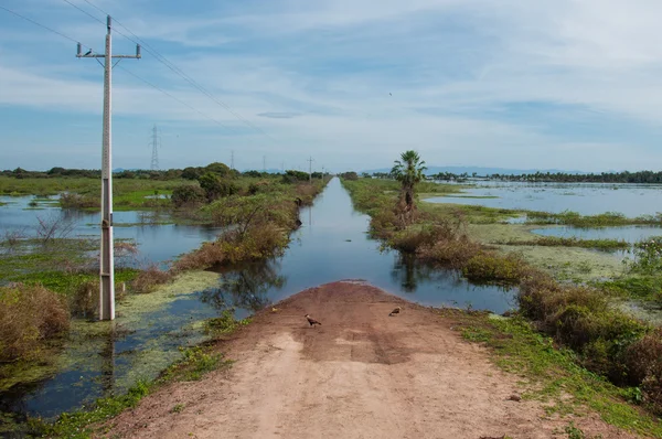 Затопленный маршрут в Южном Пантанале Бразилии — стоковое фото