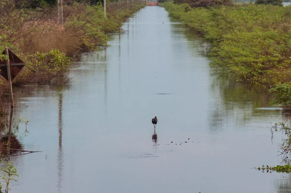 Einsamer Vogel in einer überfluteten Route von Pantanal, Brasilien — Stockfoto