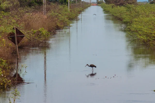 Одинокая птица на затопленном маршруте Пантанал, Бразилия — стоковое фото