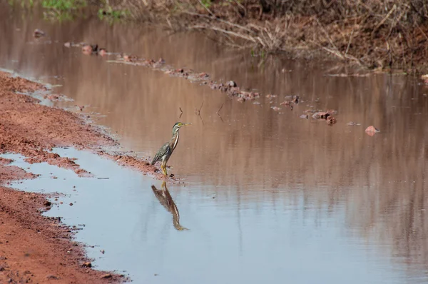 Eenzame vogel in een overstroomd route van Pantanal, Brazil — Stockfoto