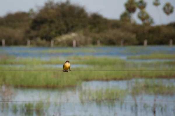 Lonely bird in a flooded route of Pantanal, Brazil — Stock Photo, Image