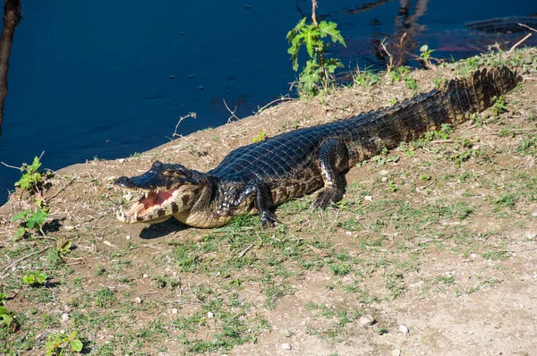 Caimans, no Pantanal Sul do Brasil — Fotografia de Stock