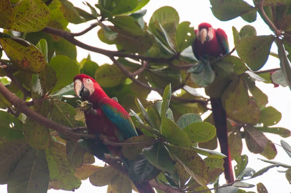 Piros papagájok, madarak a Pantanal, Brazília — Stock Fotó